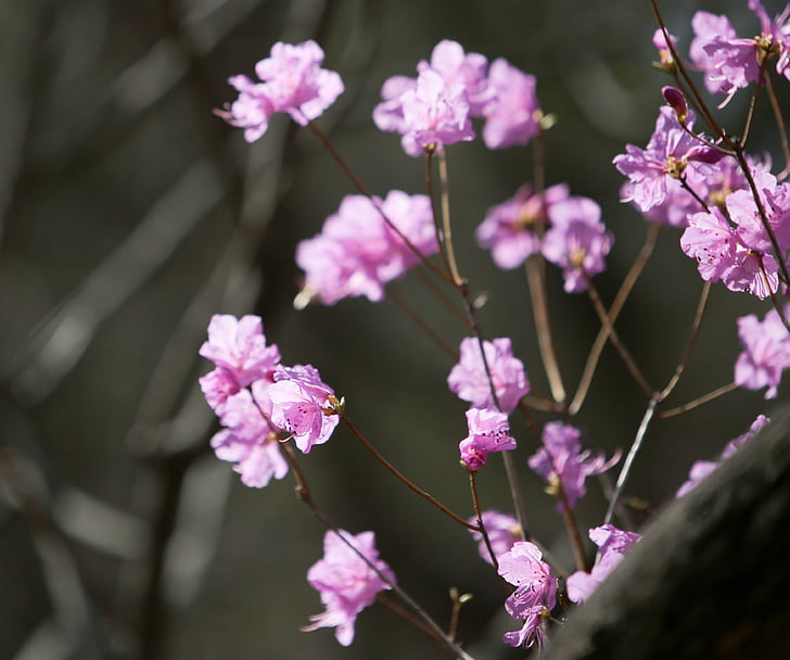 azalea, flowers, mountain flowers, spring, spring flowers, azalea flowers, pink