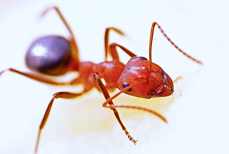 dyr, Ant, bug, brand ant, insekt, kæbe, makro