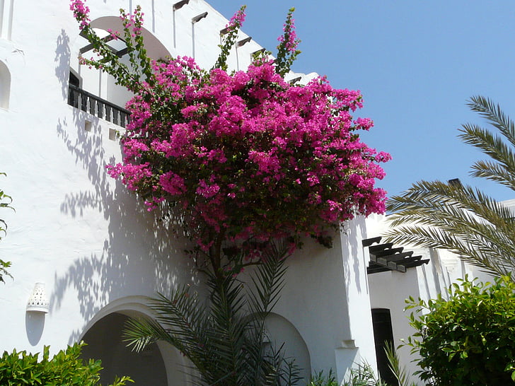 blumenstock, roz, flori, perete alb, palmieri