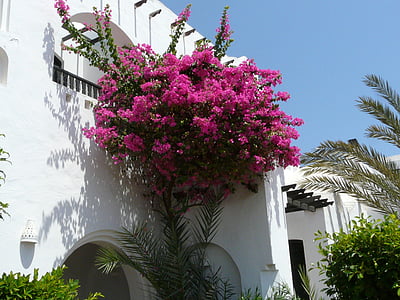 Blumenstock, -de-rosa, flores, parede branca, palmeiras