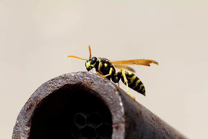 Wasp, macro, vosika Frans, insect