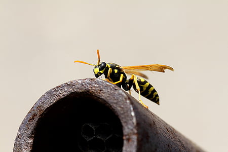 Wasp, vĩ mô, vosika Pháp, côn trùng
