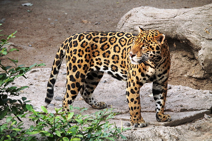 Jaguar, dyr, Zoo, natur, Feline