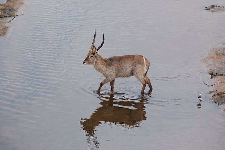 Waterbuck, Safari, Afrika, antilopa, volně žijící zvířata, zvíře, Příroda