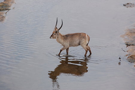 Waterbuck, Safari, Afrika, antilopy, voľne žijúcich živočíchov, zviera, Príroda