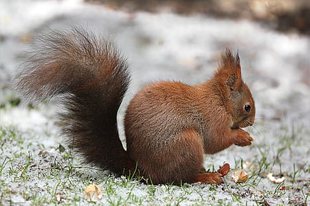 eläinten, jyrsijä, orava, Sciurus vulgaris suuria, talvi, lumi, juurikasvit