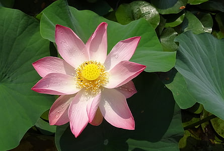 Lotus, kvet, ružová, Nelumbo, nucifera, tyčinka, piestik