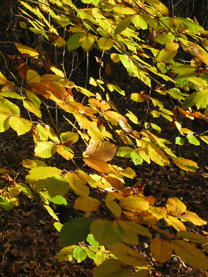daun, musim gugur, muncul, Beech, dedaunan jatuh, warna musim gugur, daun musim gugur