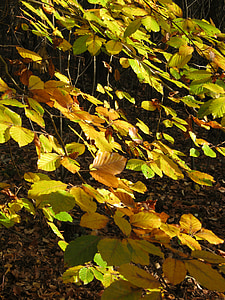 foglie, autunno, emergono, faggio, fogliame di caduta, colori d'autunno, fogli di caduta