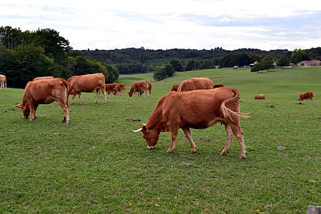 cow, herd, pasture, cattle, field, agriculture, fields