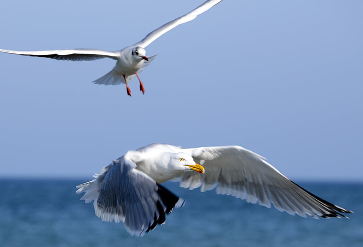 seagulls, flying, in flight, birds, wildlife, nature, wings