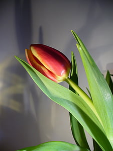 Tulipán, jaro, květ, Nizozemsko, pole s tulipány, rozkvetl, zelená