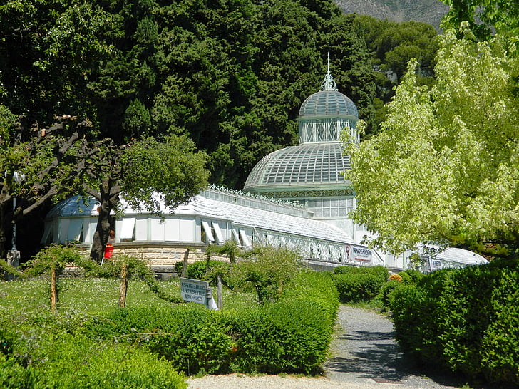 nature, spring, garden, tree, plants