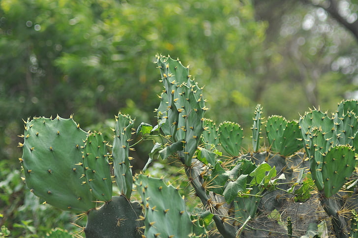 kaktus, planter, natur, ørkenen, botanikk, saftige, kaktus