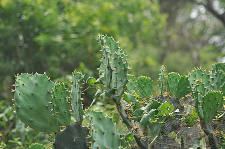 Cactus, plantes, nature, désert, botanique, succulentes, Cactus