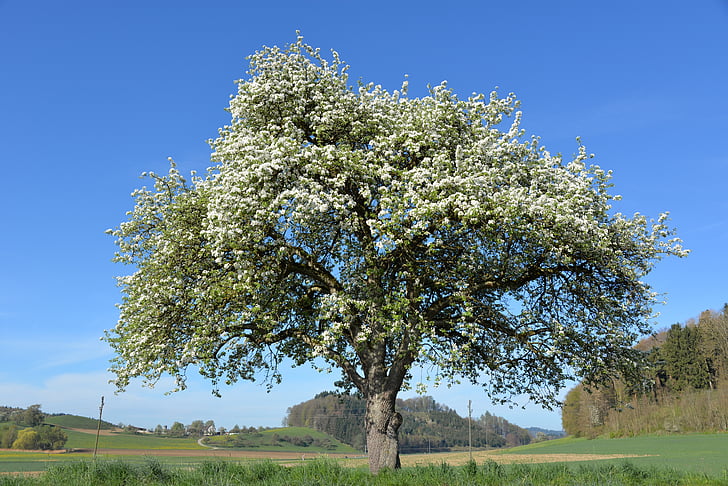 árbol de manzana, flor de la manzana, flores, árbol, naturaleza, primavera, tribu