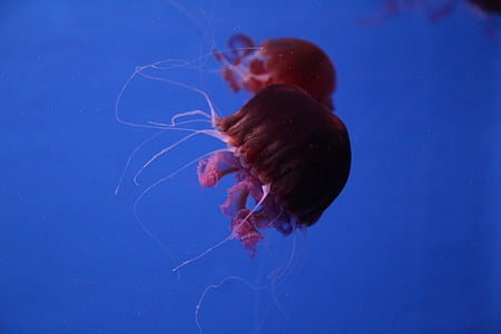 aquarium, jellyfish, sea
