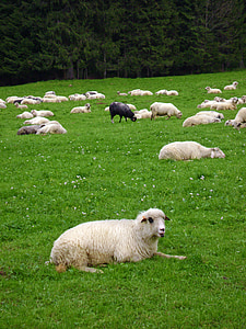 lambad, must lammas, muru, mäed