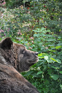 brown bear, bear, animal, forest, fur, grizzly, predator