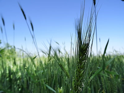 pšenice, čudovito, zelena