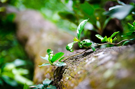 verde, árboles, bosque, natural, Close-up, Vietnam, clavo de olor