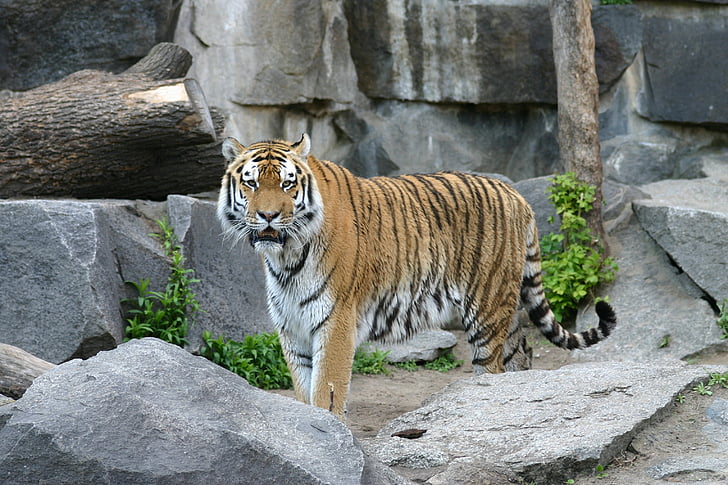 Тигър, Суматрански Тигър, котка, Хищникът, опасни, животните, създание
