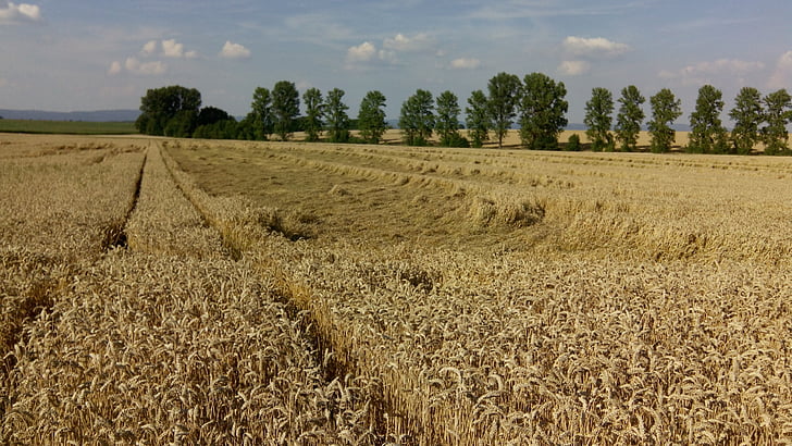 kukuřičné pole, pšeničné pole, sklizeň, krajina, pšenice, zrno, zemědělství