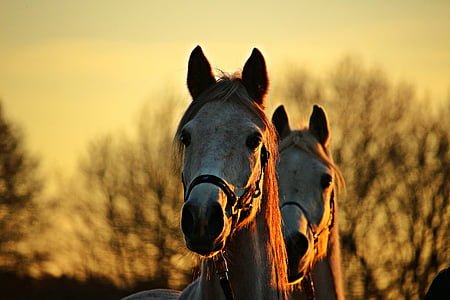 kůň, plnokrevný arabský, plíseň, koňské hlavy, Afterglow, Večerní světlo, večerní obloha