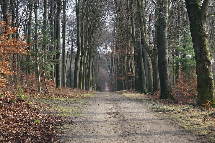 forest, trees, forest path, tree, winter, path, nature