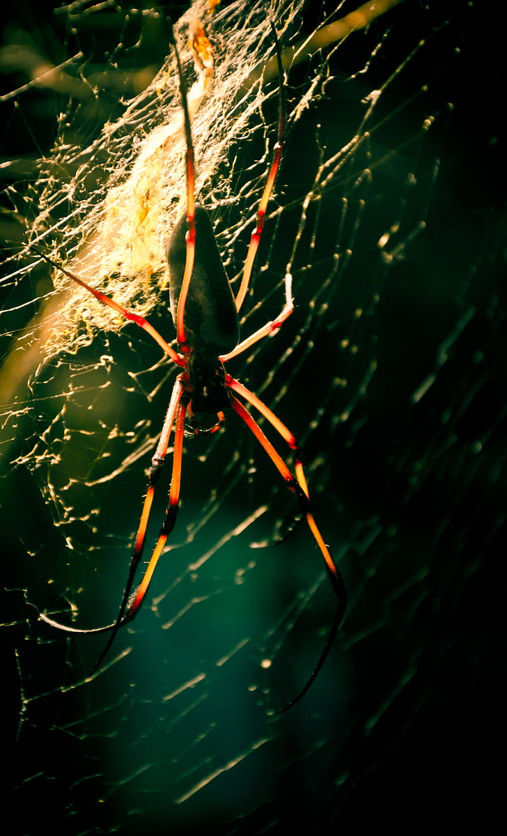edderkop, spindelvæv, insekt, dyr, farlige, Lauer