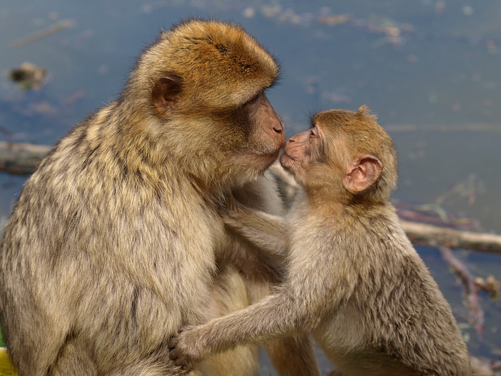 monos de Berber, mono de Barbary, beso, madre y el niño, jóvenes, afecto, amor