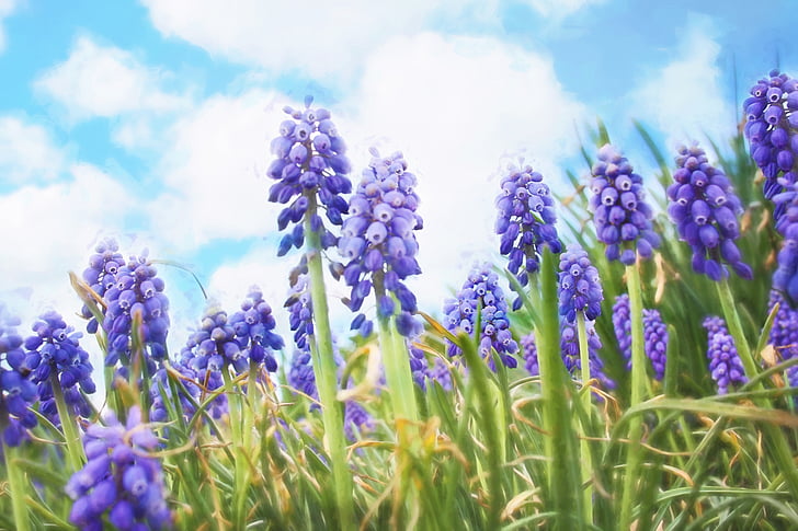 Bluebells, pavasarį, violetinė, gėlės, Velykų