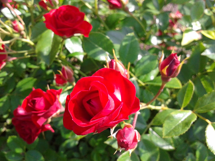 Rosas, follaje, verde, naturaleza, jardín, rojo, flor color de rosa-
