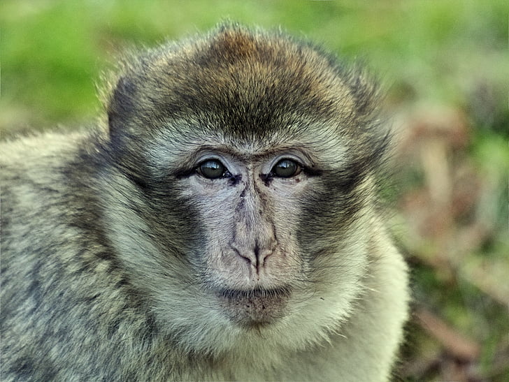 monkey, macaque, animal, primate, mammal, wild, wildlife