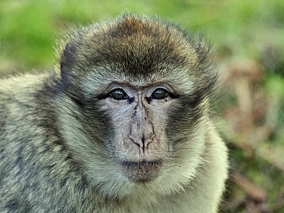 Monkey, makak, zviera, primát, cicavec, divoké, voľne žijúcich živočíchov