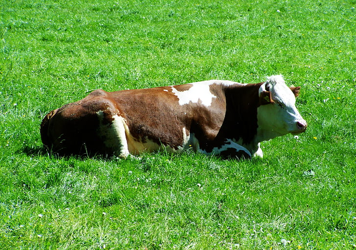sapi coklat dan putih, hewan peliharaan duduk, padang rumput, sapi, pertanian, pertanian, ternak