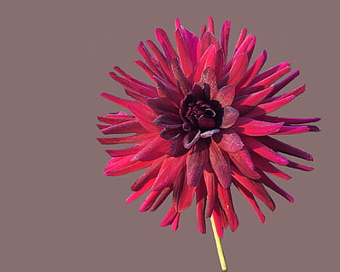 Dahlie, roter Kaktus, Sommernacht, Natur, Blume, Anlage, Blütenblatt