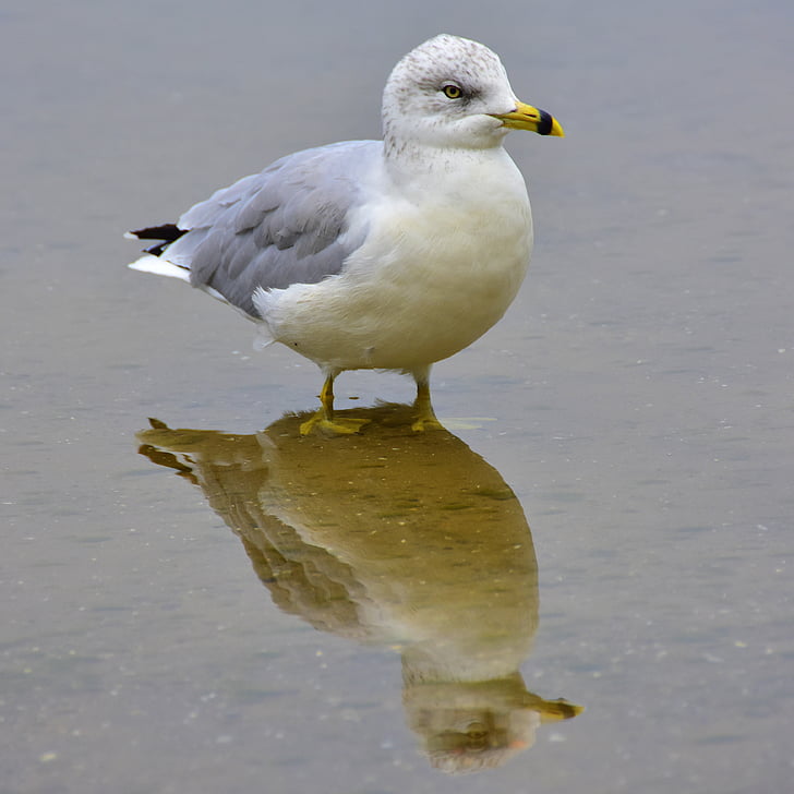 seagull, bird, water, mirror image, nature, animal, sea