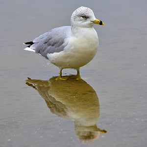Seagull, burung, air, gambar cermin, alam, hewan, laut