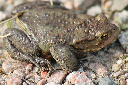 toad, animal, amphibians, nature, stones, frog, amphibian