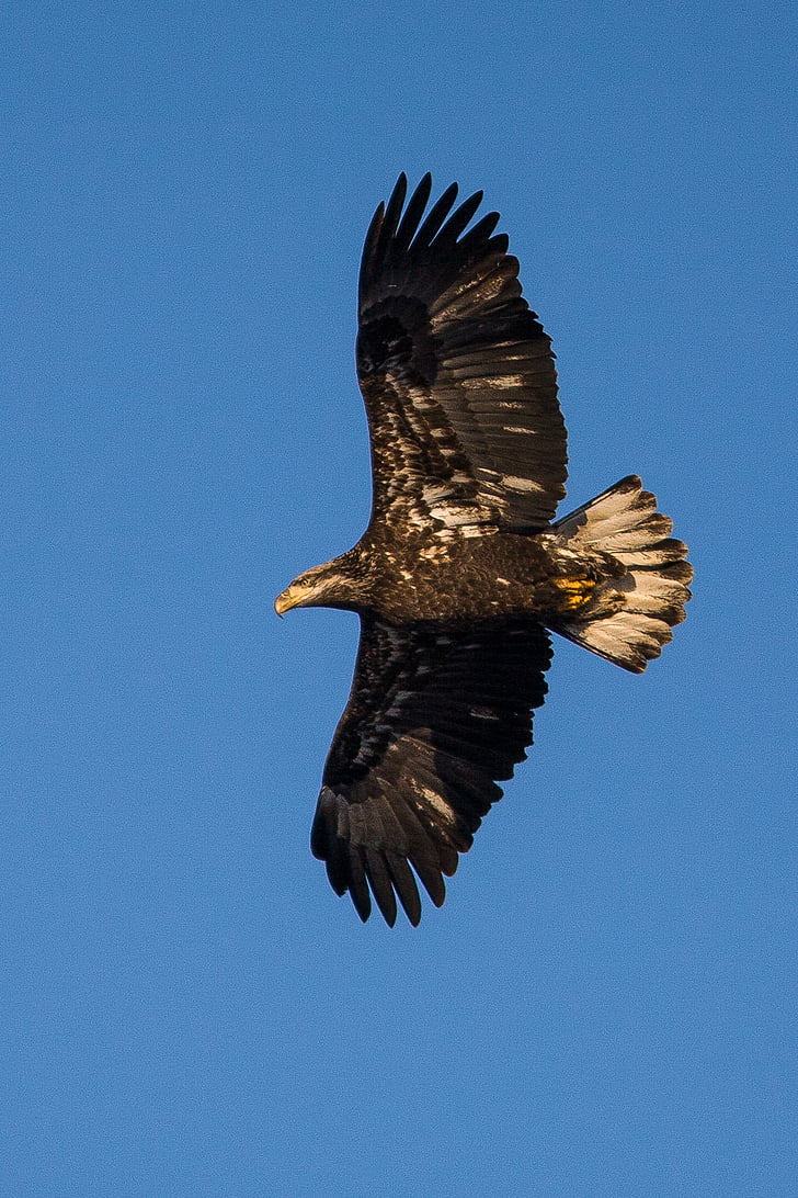 bald eagle, immature, soaring, raptor, flying, symbol, wings