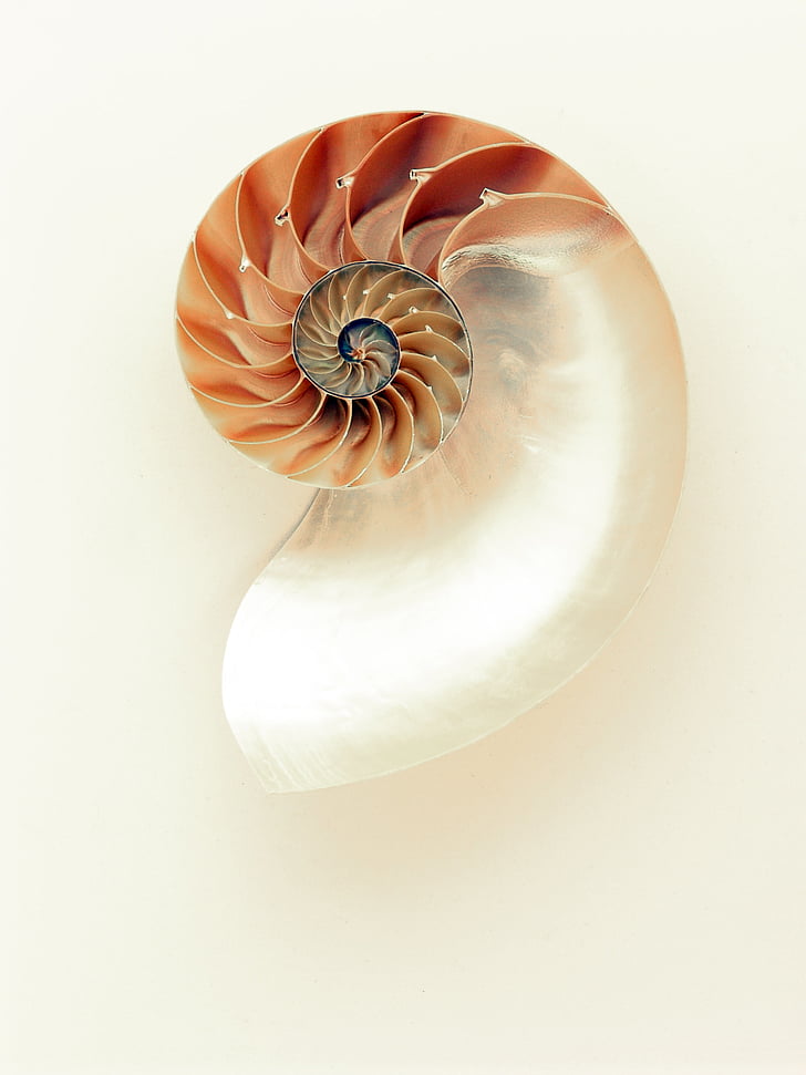 nautilus, shell, shimmer, silver, mother of pearl, gloss, lines