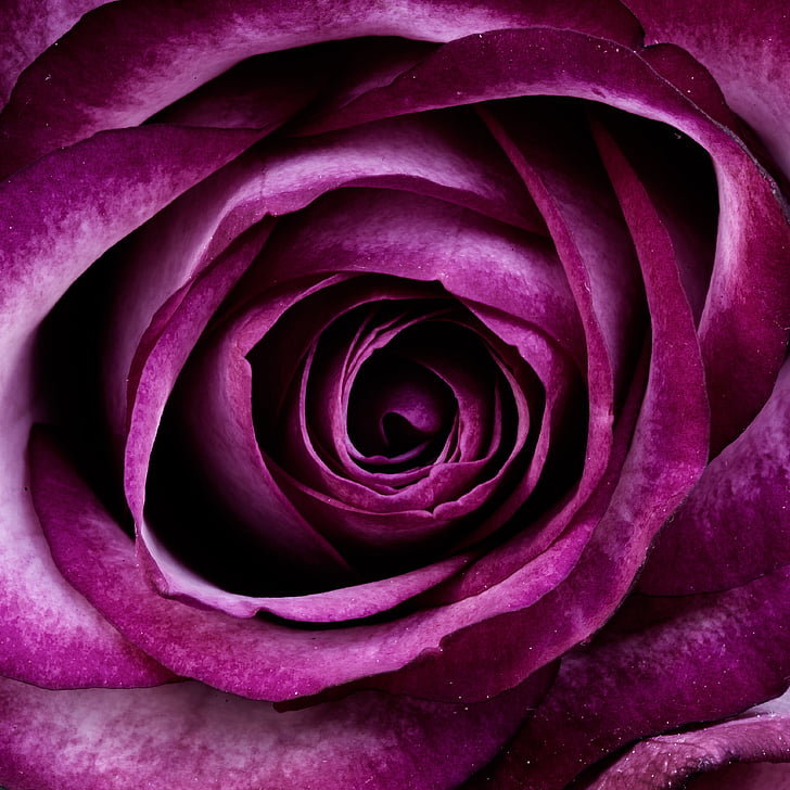purple, rose, flower, flowers, nature, Close-up, petal