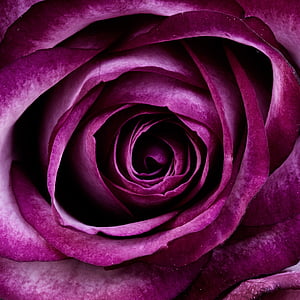 purple, rose, flower, flowers, nature, Close-up, petal
