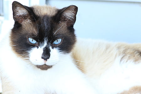 mėlynos katės akis, mėlyna, Ledo mėlyna, kačiukas, pilka, katė