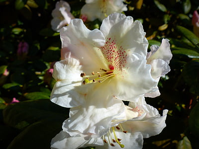 puķe, zieds, Bloom, Rhododendron, balta, daba, Pavasaris
