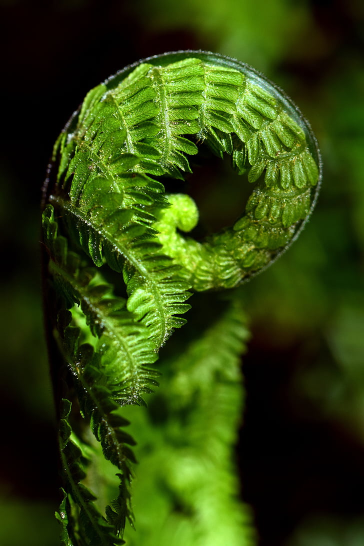 fern, green, close, plant, forest, nature, leaves