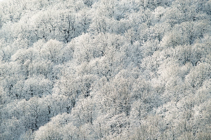 Blanco, frondoso, árboles, campos, bosque, patrón de, nieve