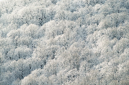 putih, berdaun, pohon, bidang, hutan, pola, salju