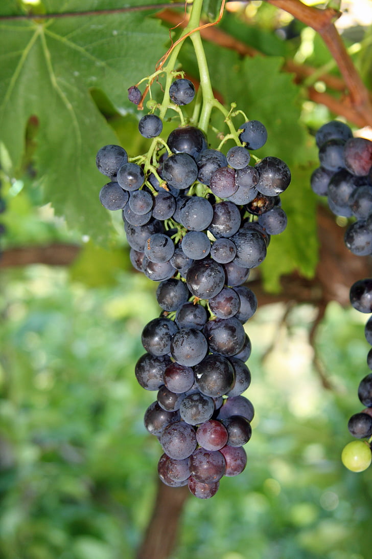 grape, winery, grapes, green, healthy, eat, nutrition